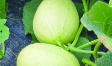 吃瓜有哪些品种,揭秘各式各样的吃瓜品种