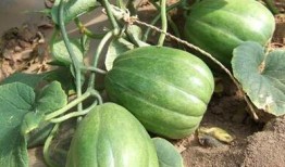 吃不着瓜就说瓜苦,吃瓜群众与真相的微妙关系