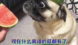 吃瓜群众锤子,揭秘娱乐圈背后的真相