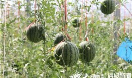 沂源最新吃瓜新闻视频,揭秘神秘事件背后的真相