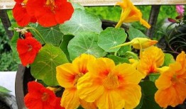 魏庄镇吃瓜,夏日炎炎，吃瓜群众欢乐多