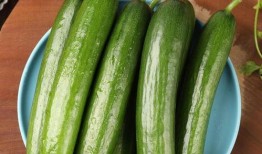 梦见摘小瓜吃小瓜,摘瓜吃瓜的奇幻之旅