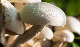 吃瓜爆料蘑菇视频,吃瓜爆料蘑菇视频带你探秘幕后真相