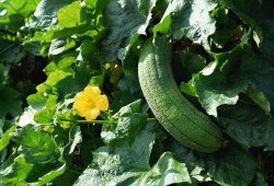 良弟吃瓜,揭秘娱乐圈那些不为人知的幕后故事