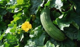 良弟吃瓜,揭秘娱乐圈那些不为人知的幕后故事