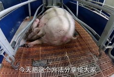 母猪吃生哈密瓜,探寻其营养奥秘与养殖价值