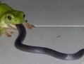 吃瓜蛇踢身上