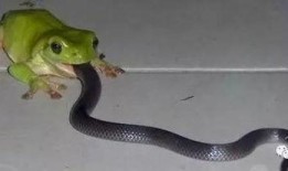 吃瓜蛇踢身上