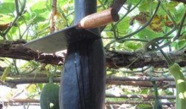 甘肃农民吃瓜,丰收喜悦映衬美好生活