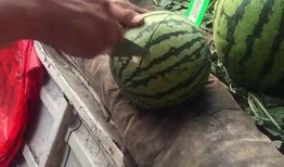 最近流行吃瓜,揭秘近期热门吃瓜事件背后的真相