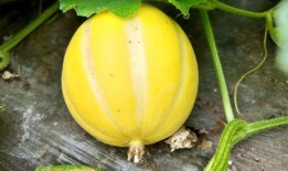 本土吃瓜,揭秘民间趣味与社交现象