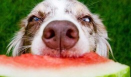 大黄狗吃瓜视频,萌态十足引网友爆笑