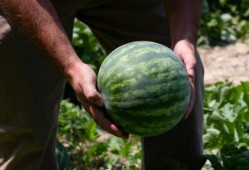 所有人 吃瓜,揭秘娱乐圈的幕后故事