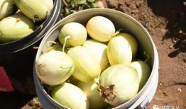 遵化吃瓜,探寻瓜果飘香的甜蜜之旅