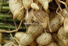 月子乳瓜怎么吃最好,科学食用指南