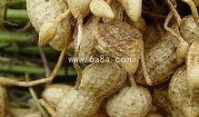 月子乳瓜怎么吃最好,科学食用指南