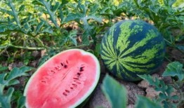 吃瓜张照洋,揭秘娱乐圈背后的故事