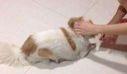 狗可以吃贝贝瓜,贝贝瓜，狗狗的新宠