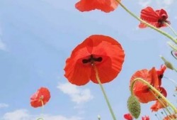 虞美人吃瓜大师视频,揭秘娱乐圈幕后真相