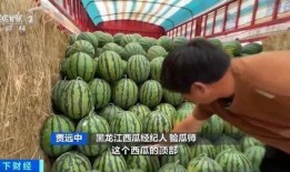 吃瓜行列,一场全民参与的娱乐盛宴