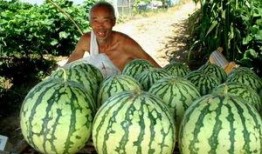 瓜农胖白白 吃瓜,吃瓜乐趣多，瓜香四溢话丰收