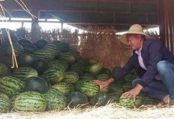 卖西瓜群众吃瓜,共享丰收喜悦