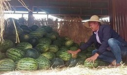 卖西瓜群众吃瓜,共享丰收喜悦