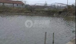 吃瓜鱼塘主,网络红人的崛起与影响力