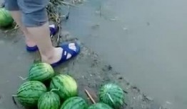 吃瓜好多滑倒,揭秘瓜田里的意外瞬间