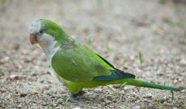 鹦鹉可以吃博洋瓜,揭秘博洋瓜的神奇魅力