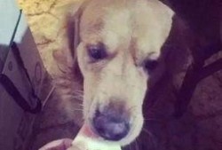 瓜头狗可以吃吗