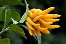 金色佛手瓜怎么吃