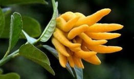 金色佛手瓜怎么吃