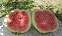 梦见自己炒瓜吃,瓜香四溢，揭秘炒瓜吃梦的神秘寓意