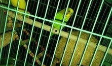 虎皮鹦鹉吃不吃瓜,揭秘它们对瓜类水果的喜爱程度