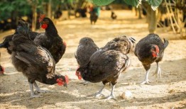 黑鸡瓜怎么吃,探索美味与营养的完美结合