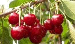 吃瓜樱桃事件视频,一场网络热议的真相揭秘