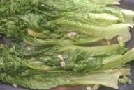 小葵花菜吃瓜,揭秘瓜界新宠儿的魅力之旅