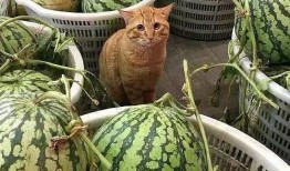 吃瓜卖瓜头像,揭秘吃瓜卖瓜头像背后的趣味人生