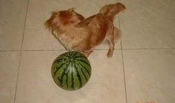 狗可以吃贝贝瓜,贝贝瓜，狗狗的新宠