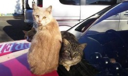 吃瓜群众的猫吵架,吃瓜群众见证的喵星人争吵风云