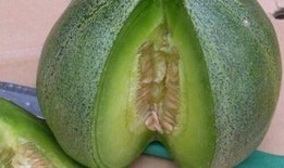 吃瓜绿宝,探寻神秘水果的神奇魅力