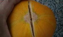 交作业了吃瓜,一起吃瓜解压