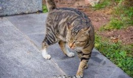 吃瓜群众的猫吵架,吃瓜群众见证的喵星人争吵风云