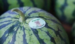 南汇吃瓜,揭秘当地特色美食背后的故事