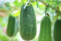 立秋吃瓜视频大全,跟随视频大全品味夏日余韵