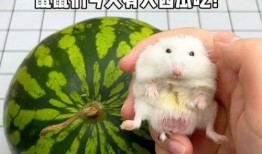 吃瓜团团鼠,揭秘网络红人的崛起之路