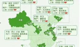 新疆免费吃瓜地点,免费畅享瓜果盛宴的甜蜜之旅