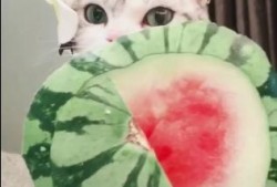 儿童吃瓜扇子,儿童吃瓜扇子，清凉一夏的创意互动