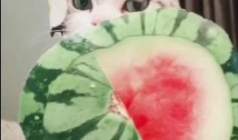 儿童吃瓜扇子,儿童吃瓜扇子，清凉一夏的创意互动